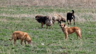 Başıboş köpekler dehşet saçtı! 4 kişi yaralandı