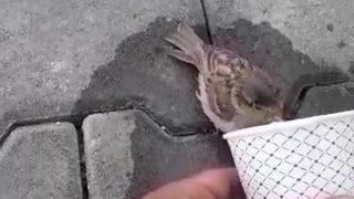 Sıcak havada susuzluktan baygın düşen serçeye kendi elleriyle su içirdi