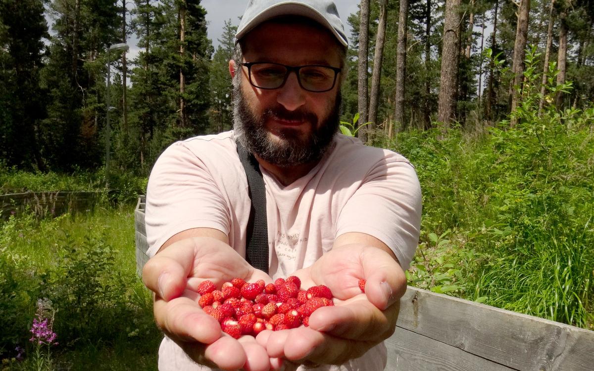 Kars'ta y&uuml;ksek rakımda yetişen doğal yer &ccedil;ilekleri toplanmaya başlandı