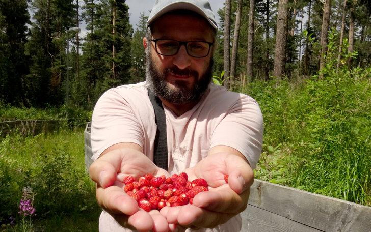 Kars'ta yüksek rakımda yetişen doğal yer çilekleri toplanmaya başlandı G1