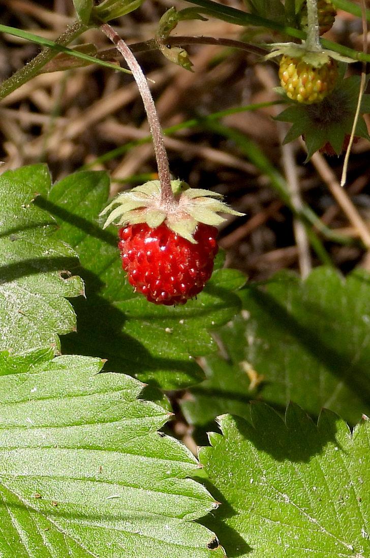 Kars'ta yüksek rakımda yetişen doğal yer çilekleri toplanmaya başlandı G2