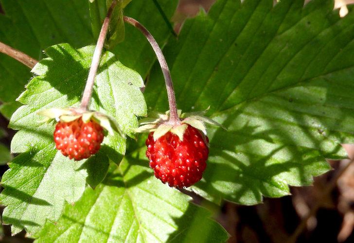 Kars'ta yüksek rakımda yetişen doğal yer çilekleri toplanmaya başlandı G3