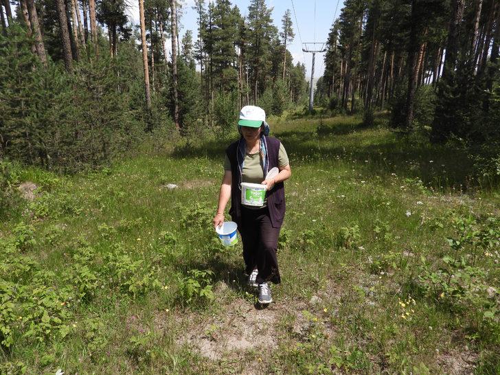 Kars'ta yüksek rakımda yetişen doğal yer çilekleri toplanmaya başlandı G4