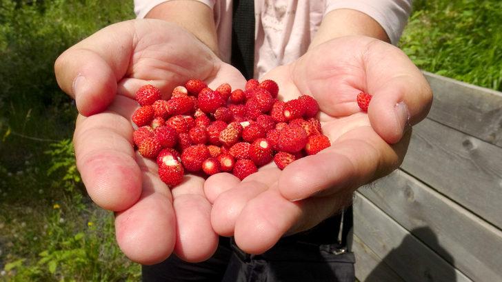 Kars'ta yüksek rakımda yetişen doğal yer çilekleri toplanmaya başlandı G5