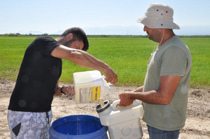 Mersin'de çeltik tarlası yabani otlara karşı dron ile ilaçlandı G5