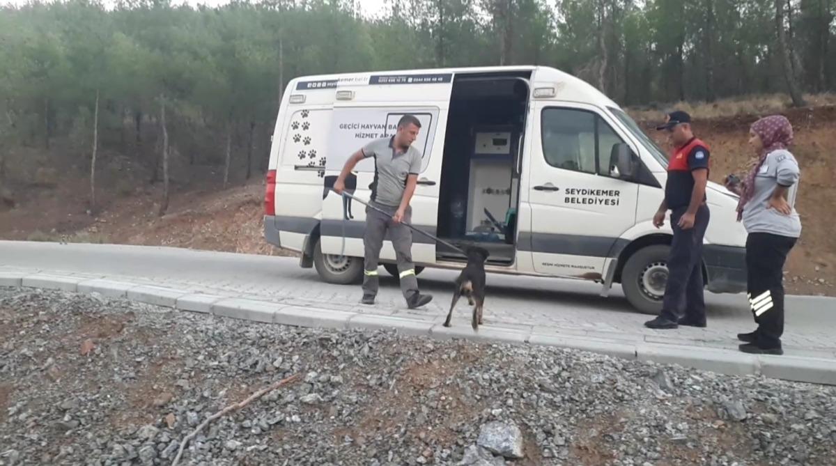 Muğla'da sulama kanalında bulunan k&ouml;pekler ile kuyuya d&uuml;şen kediler kurtarıldı