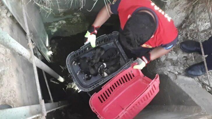 Muğla'da sulama kanalında bulunan köpekler ile kuyuya düşen kediler kurtarıldı G3