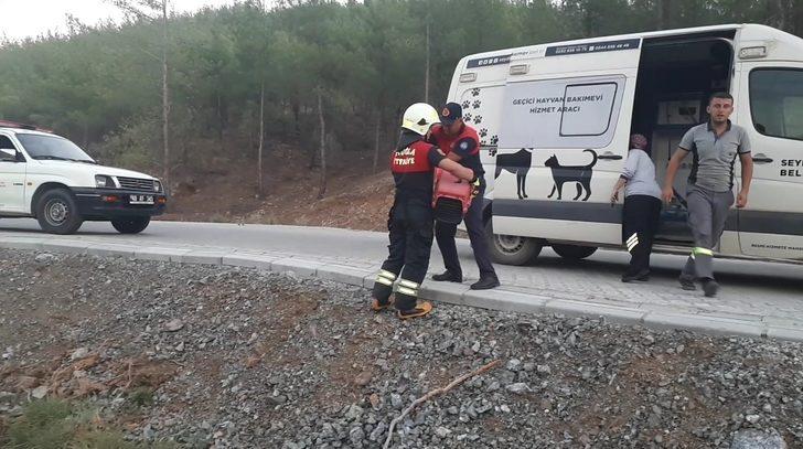 Muğla'da sulama kanalında bulunan köpekler ile kuyuya düşen kediler kurtarıldı G4