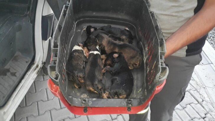 Muğla'da sulama kanalında bulunan köpekler ile kuyuya düşen kediler kurtarıldı G5