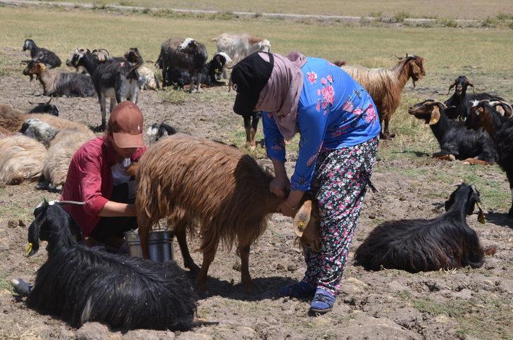 Muşlu berivanlar hayvanlarını sağmak için her gün kilometrelerce yol kat ediyor G3
