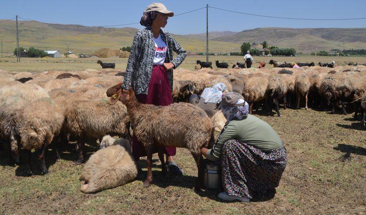 Muşlu berivanlar hayvanlarını sağmak için her gün kilometrelerce yol kat ediyor G4