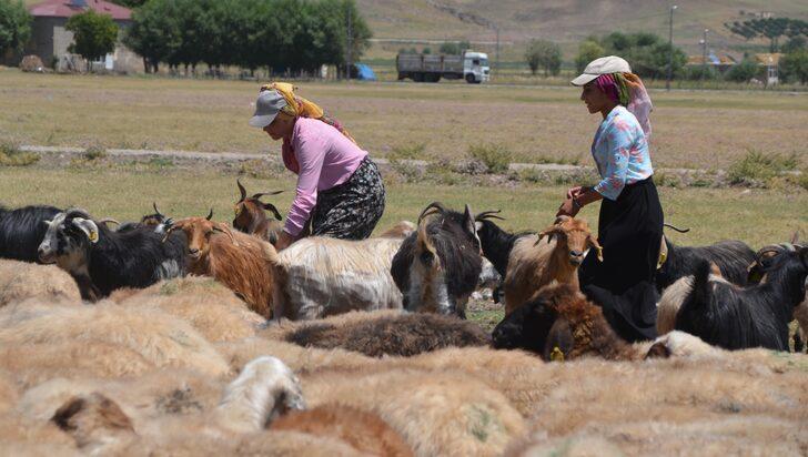 Muşlu berivanlar hayvanlarını sağmak için her gün kilometrelerce yol kat ediyor G5