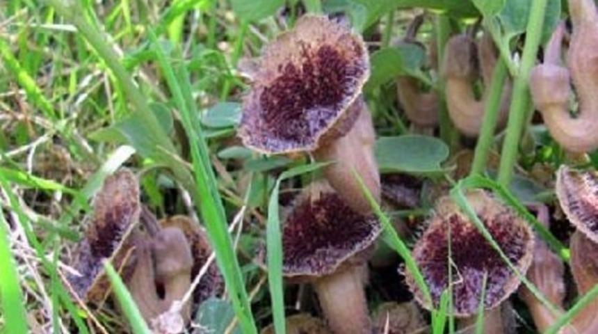 Dünyada sadece Samsun'da bulunan bitkinin yeri sır gibi saklanıyor