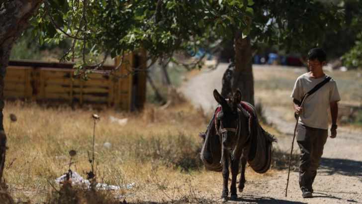 Böyle tur görülmedi! Japon turist Merzifon'dan aldığı eşekle adım adım Türkiye'yi gezdi G2