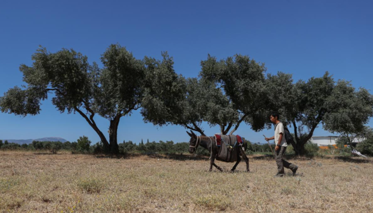 Böyle tur görülmedi! Japon turist Merzifon'dan aldığı eşekle adım adım Türkiye'yi gezdi G5