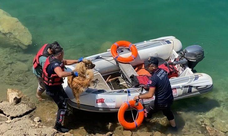 Kayalıklardan düşerek yaralanan köpek, itfaiye ekiplerince kurtarıldı G3