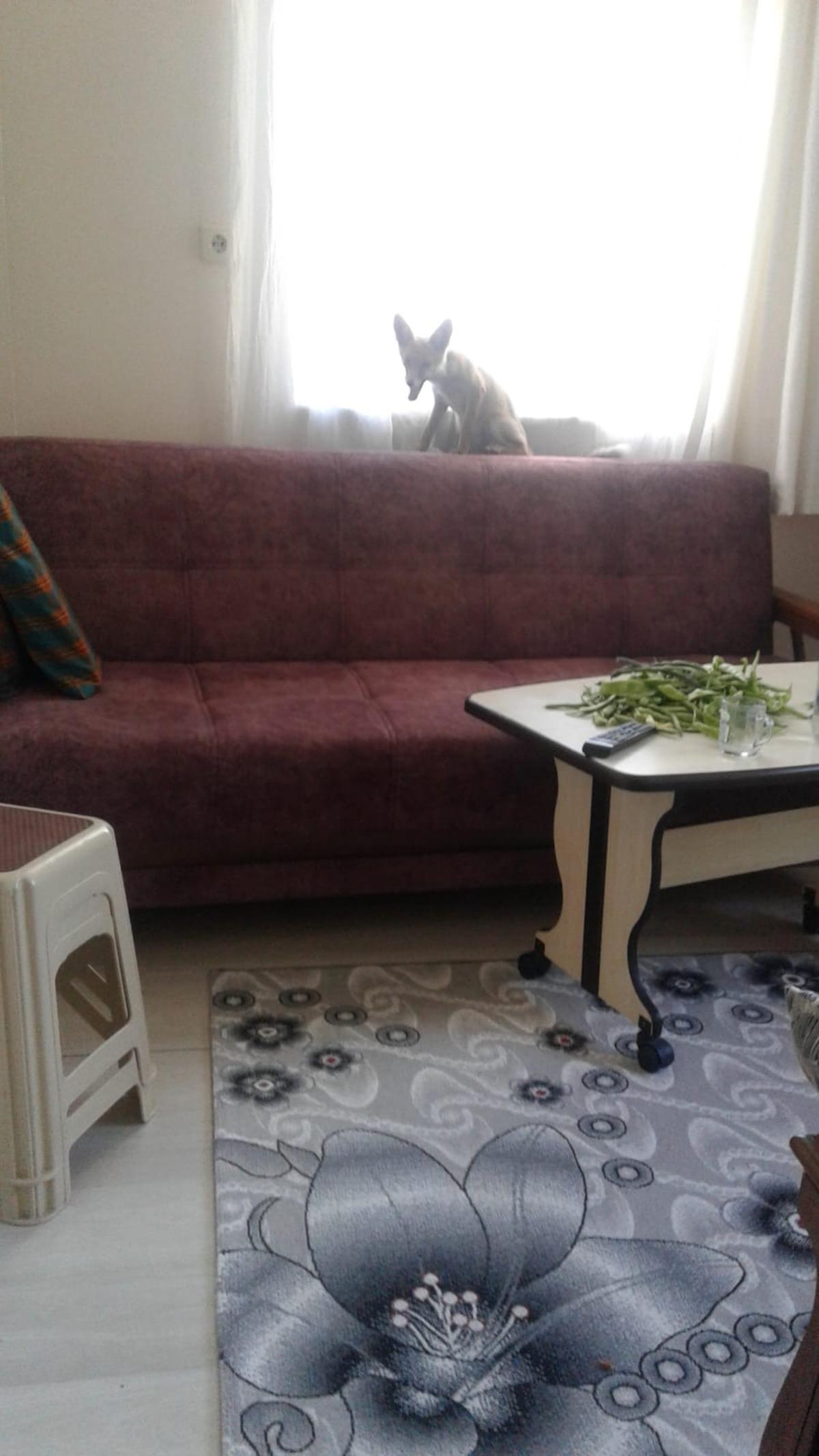 Karab&uuml;k'te eve giren tilki cep telefonuyla g&ouml;r&uuml;nt&uuml;lendi