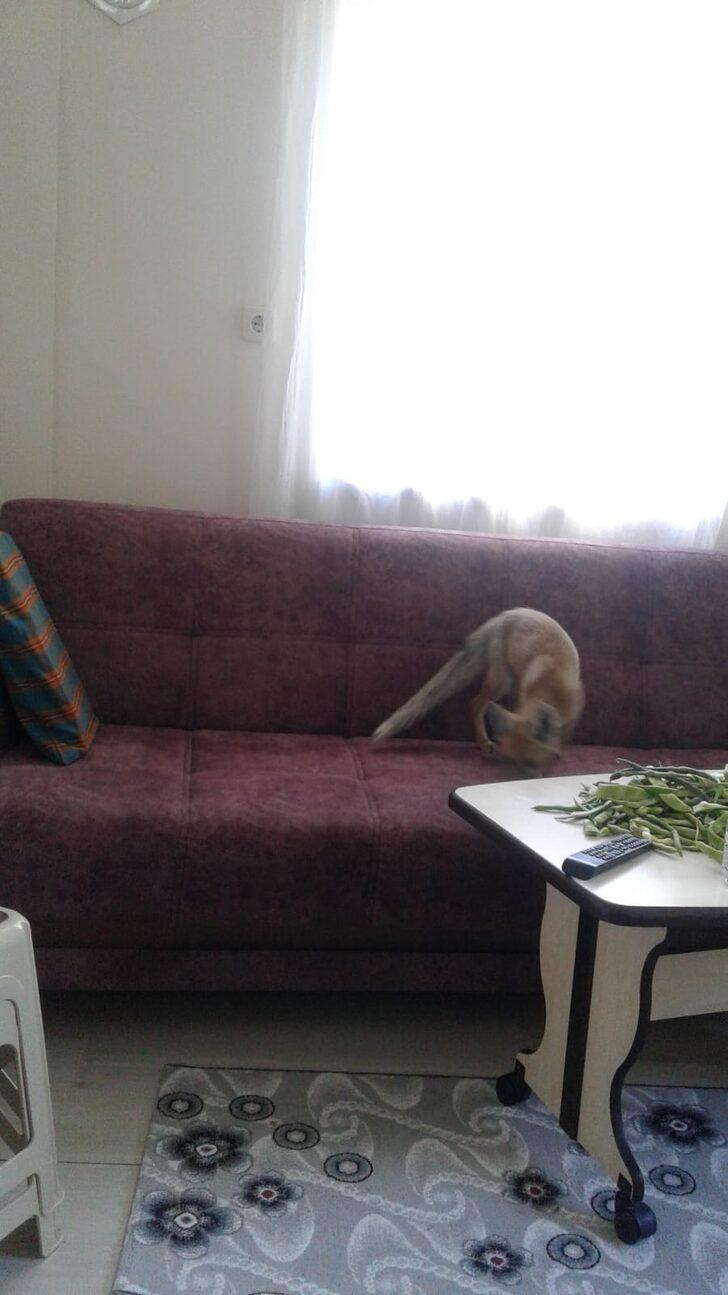 Karabük'te eve giren tilki cep telefonuyla görüntülendi G2