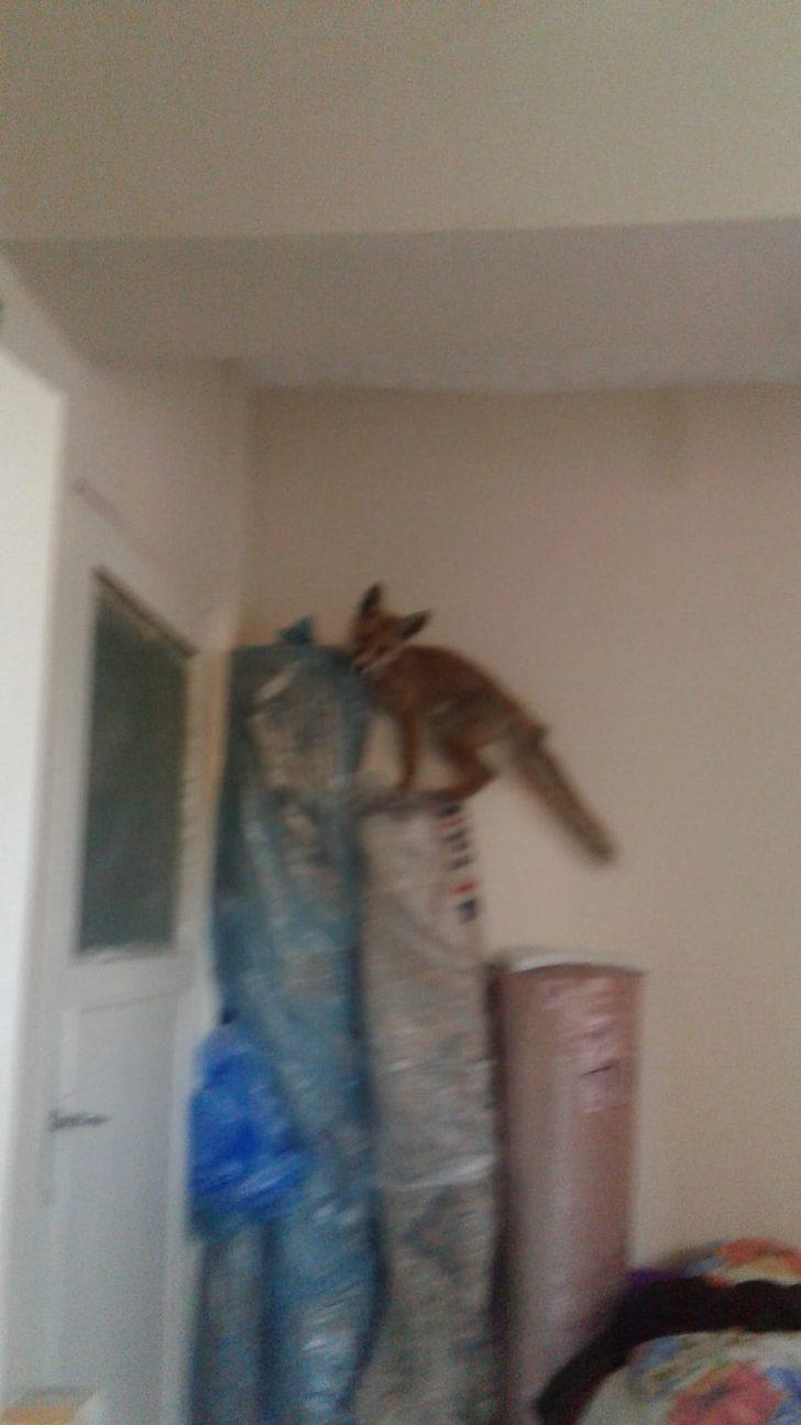 Karabük'te eve giren tilki cep telefonuyla görüntülendi G3