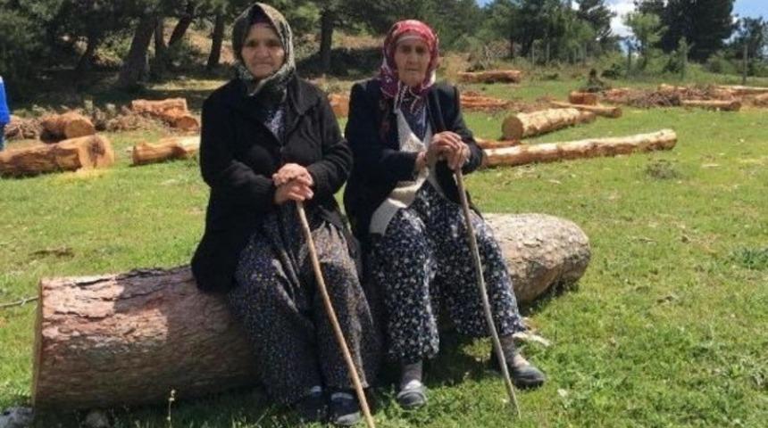 Ağaçlar kesilmesin diye Neneler direnişçi oldu