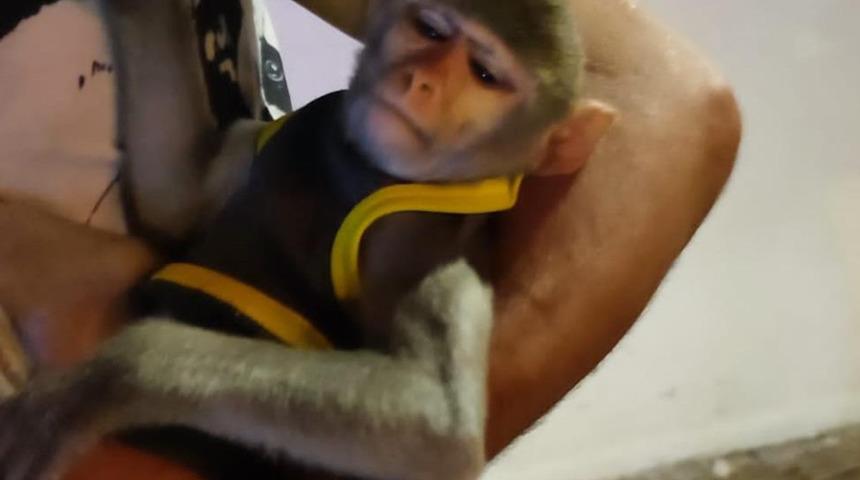 Turistlere para karşılığında fotoğraf çektiriyordu! KGYS kameralarına takıldı, maymuna el konuldu