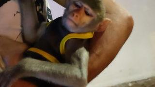 Turistlere para karşılığında fotoğraf çektiriyordu! KGYS kameralarına takıldı, maymuna el konuldu