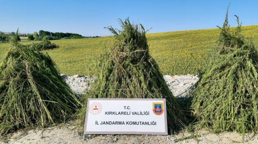 Kırklareli'nde ayçiçeği tarlasında 208 bin kök Hint keneviri ele geçirildi