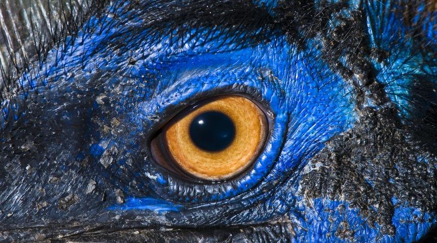 G&uuml;n&uuml;m&uuml;zde yaşayan ve prehistorik k&ouml;kenleri olan 10 hayvan