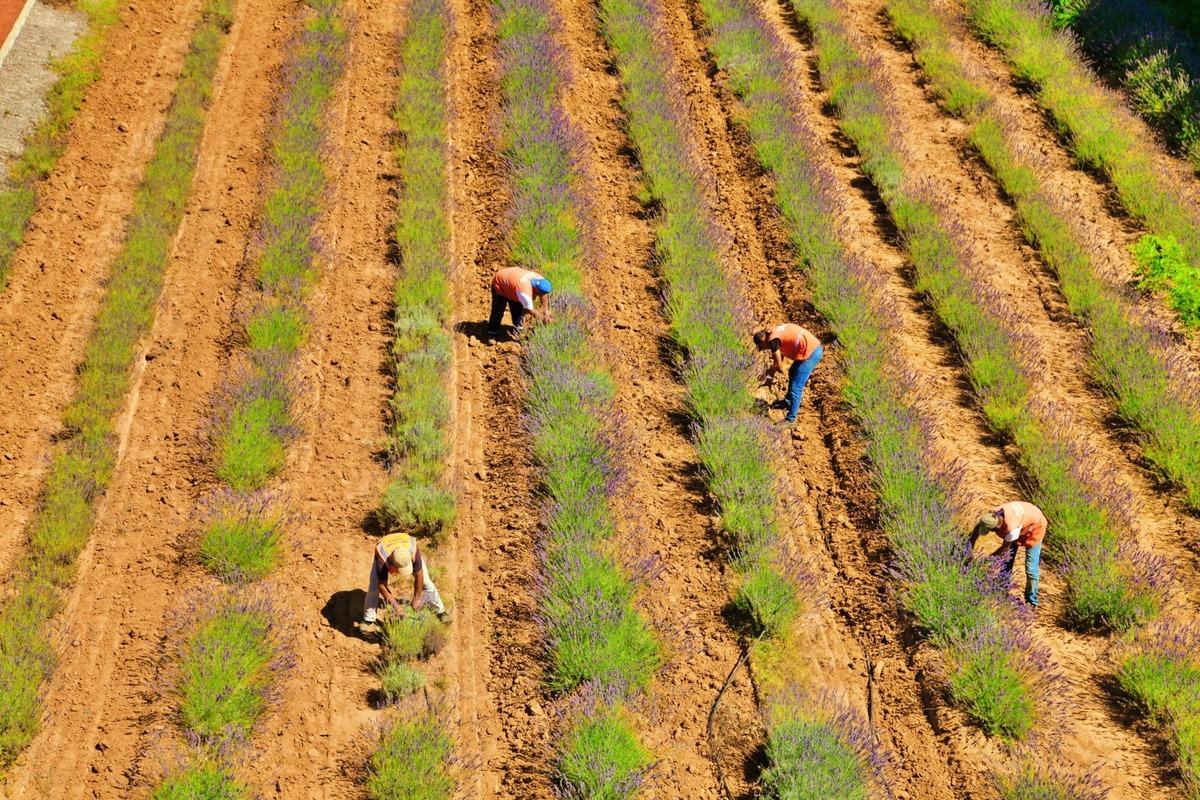Tıbbi ve aromatik bitkilerin yetiştirildiği Sakarya Botanik Vadisi'nde hasat mesaisi