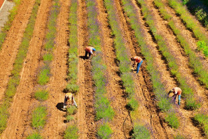 Tıbbi ve aromatik bitkilerin yetiştirildiği Sakarya Botanik Vadisi'nde hasat mesaisi G1