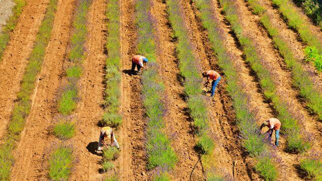 Tıbbi ve aromatik bitkilerin yetiştirildiği Sakarya Botanik Vadisi'nde hasat mesaisi