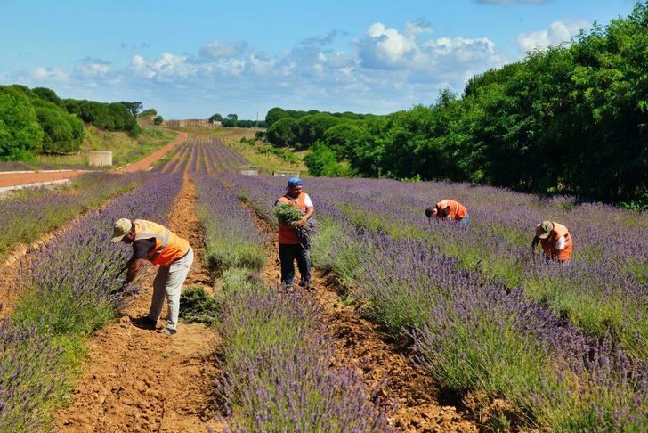 Tıbbi ve aromatik bitkilerin yetiştirildiği Sakarya Botanik Vadisi'nde hasat mesaisi G2