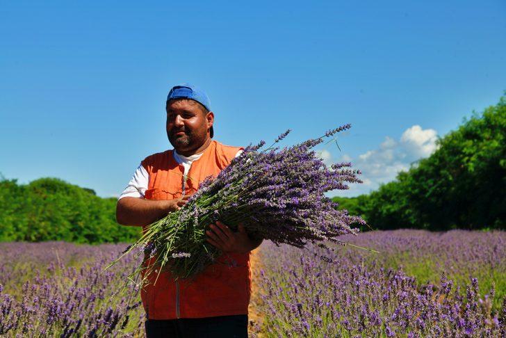 Tıbbi ve aromatik bitkilerin yetiştirildiği Sakarya Botanik Vadisi'nde hasat mesaisi G3