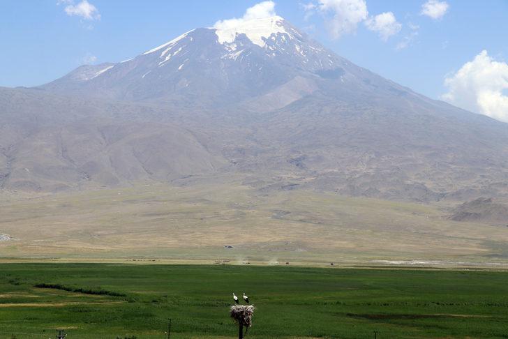 Köylüler yıllardır Ağrı'dan göç etmeyen leyleklere özenle bakıyor G1