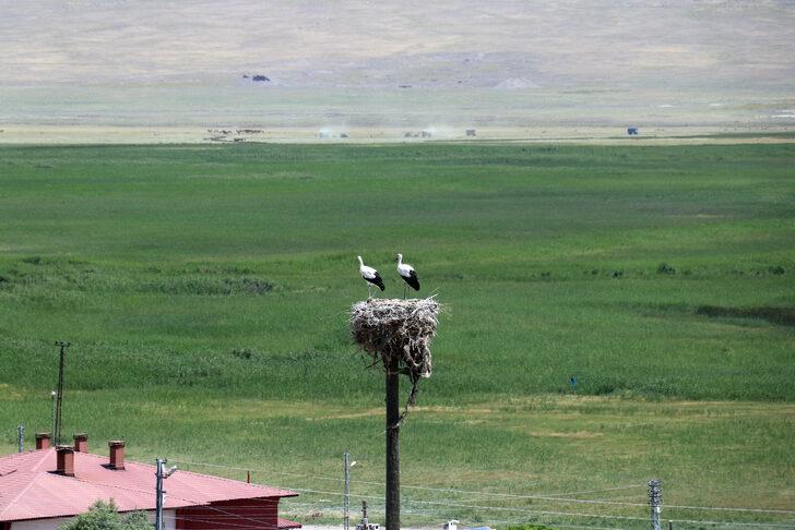 Köylüler yıllardır Ağrı'dan göç etmeyen leyleklere özenle bakıyor G2