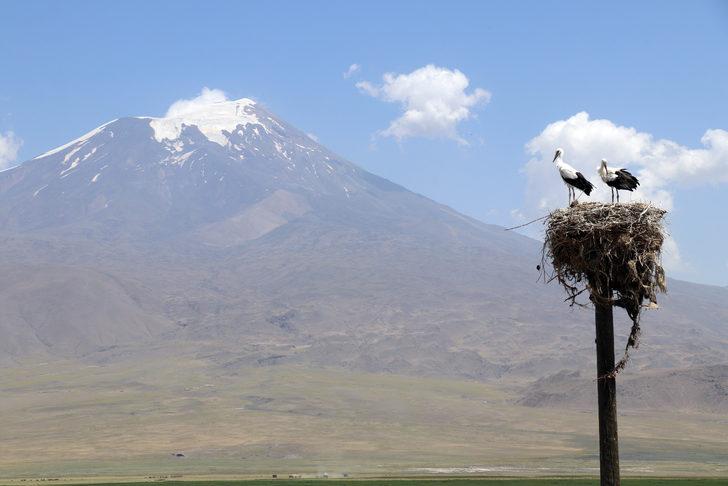 Köylüler yıllardır Ağrı'dan göç etmeyen leyleklere özenle bakıyor G3