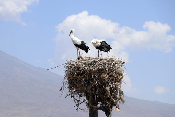 Köylüler yıllardır Ağrı'dan göç etmeyen leyleklere özenle bakıyor G4
