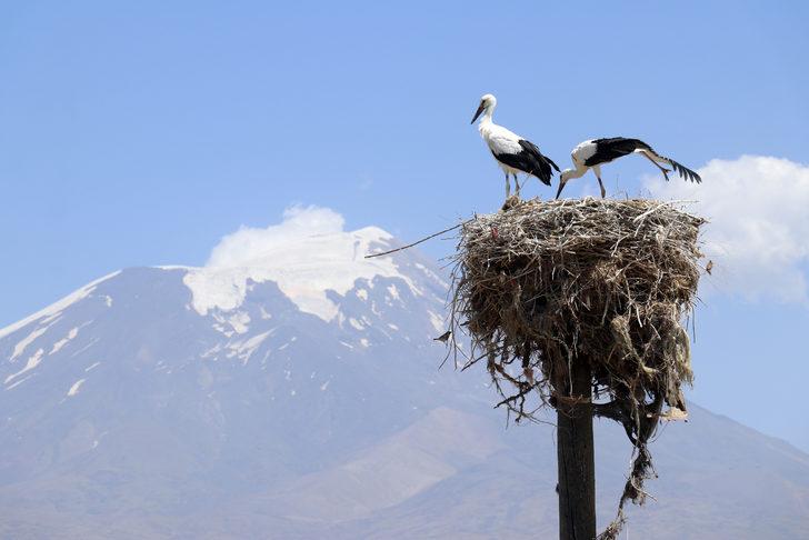 Köylüler yıllardır Ağrı'dan göç etmeyen leyleklere özenle bakıyor G5