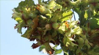 TMO duyurdu! Fındık alım fiyatlarının detayları belli oldu