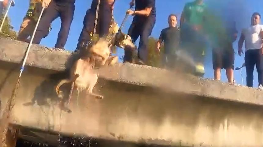 İstanbul'da yürekleri ısıtan görüntüler! Vali Yerlikaya paylaştı... Mahsur kalan köpek böyle kurtarıldı