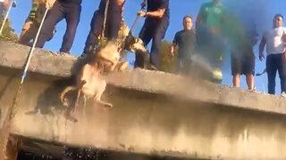 İstanbul'da yürekleri ısıtan görüntüler! Vali Yerlikaya paylaştı... Mahsur kalan köpek böyle kurtarıldı