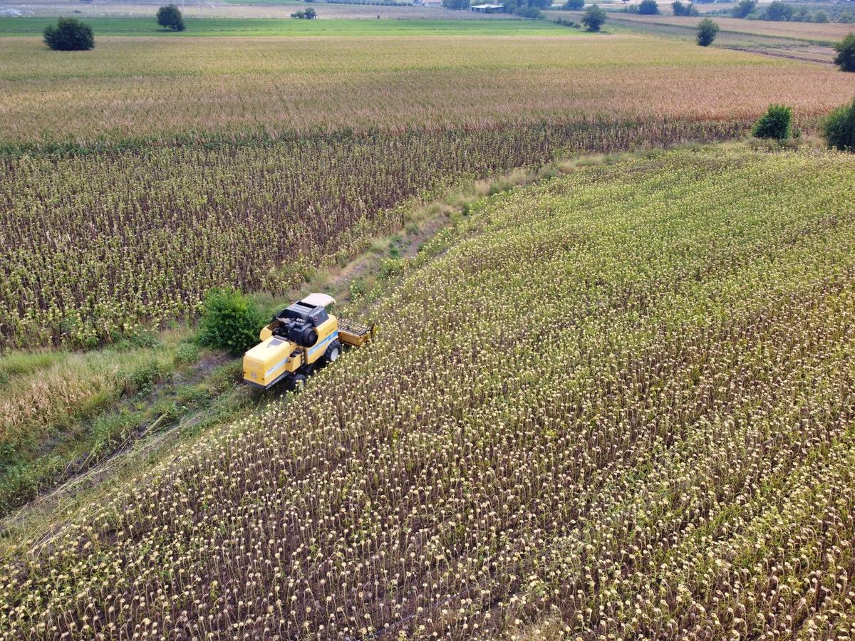 Osmaniye'de yağlık ay&ccedil;i&ccedil;eği hasadı başladı