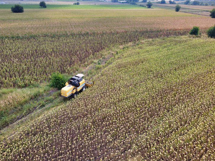 Osmaniye'de yağlık ayçiçeği hasadı başladı G1