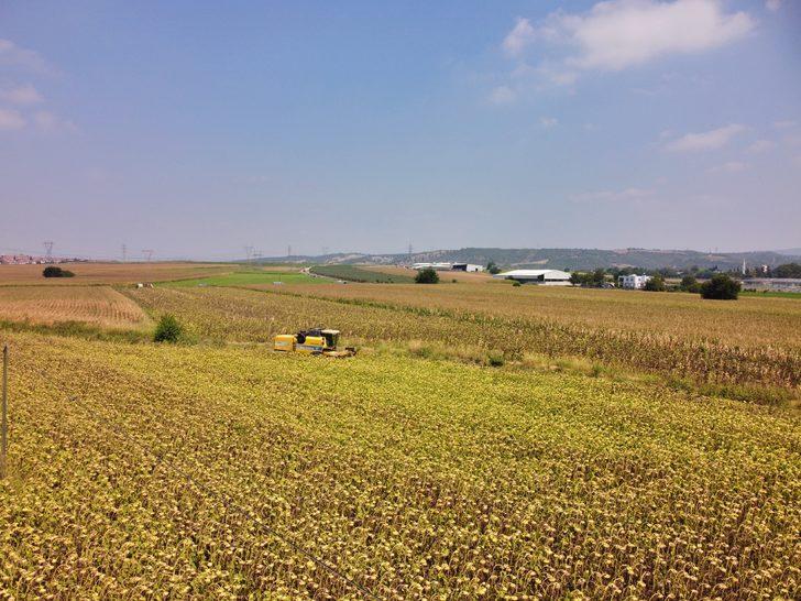 Osmaniye'de yağlık ayçiçeği hasadı başladı G2