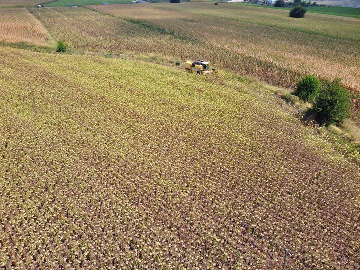 Osmaniye'de yağlık ayçiçeği hasadı başladı G3