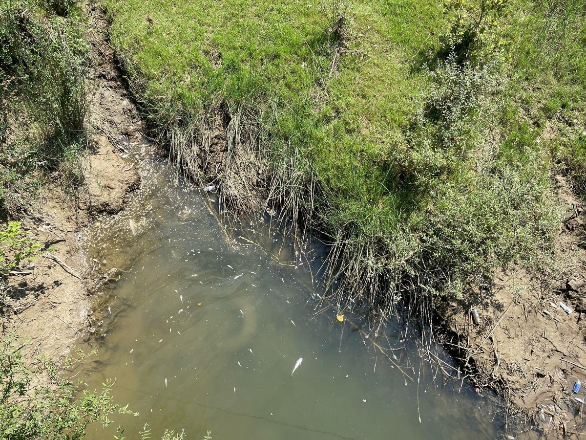 Bartın'da toplu balık &ouml;l&uuml;mlerine ilişkin inceleme başlatıldı