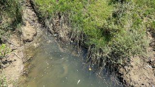 Bartın'da toplu balık ölümlerine ilişkin inceleme başlatıldı