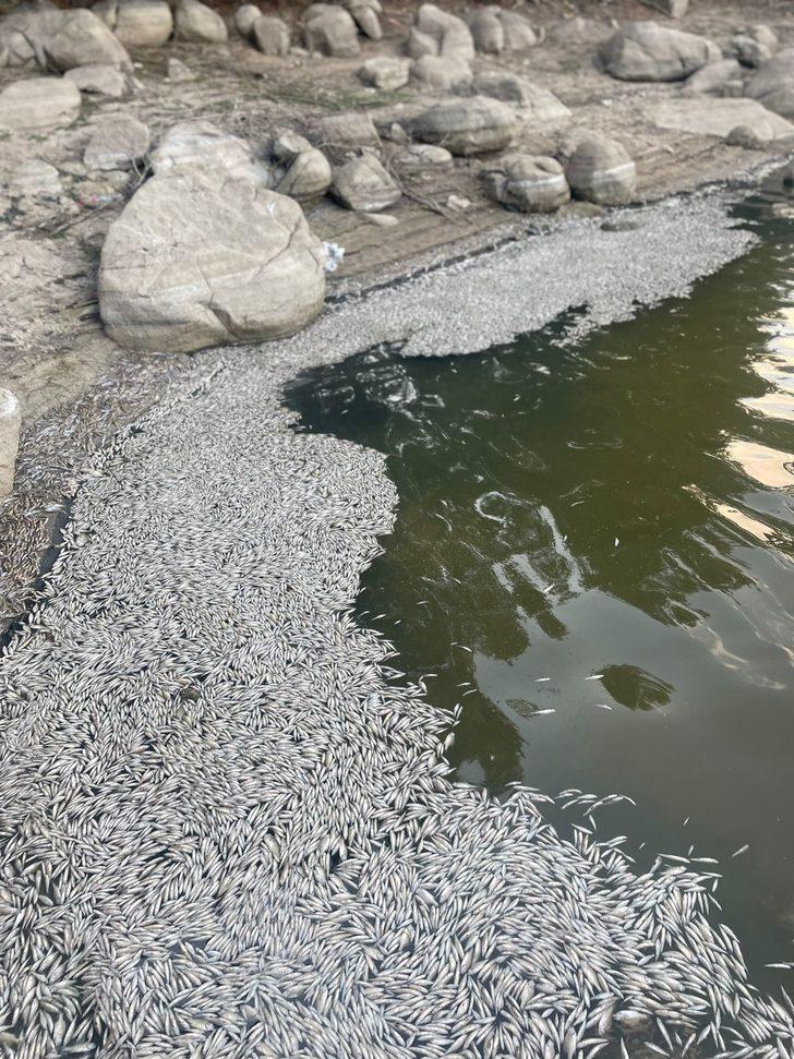 Bursa'da balık ölümlerine ilişkin inceleme başlatıldı G1