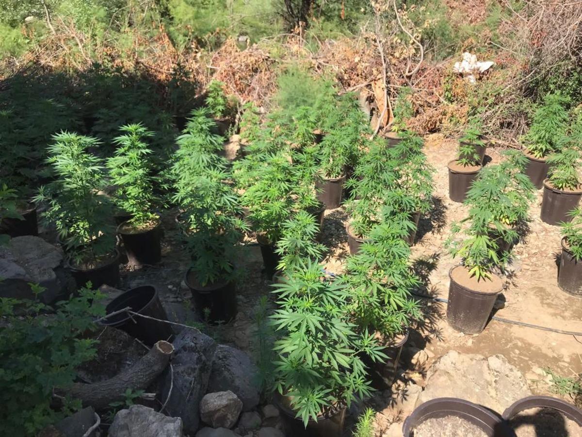 Bing&ouml;l'de 311 bin 271 k&ouml;k Hint keneviri ele ge&ccedil;irildi