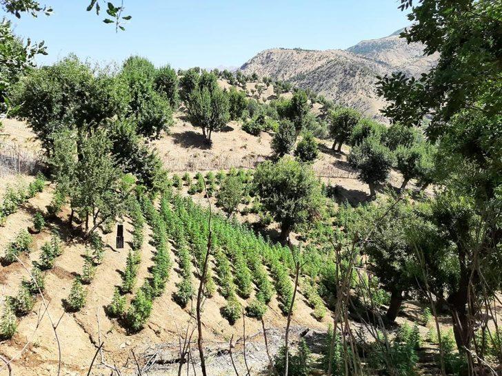 Bingöl'de 311 bin 271 kök Hint keneviri ele geçirildi G2